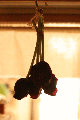 d0100192_2223829.gif