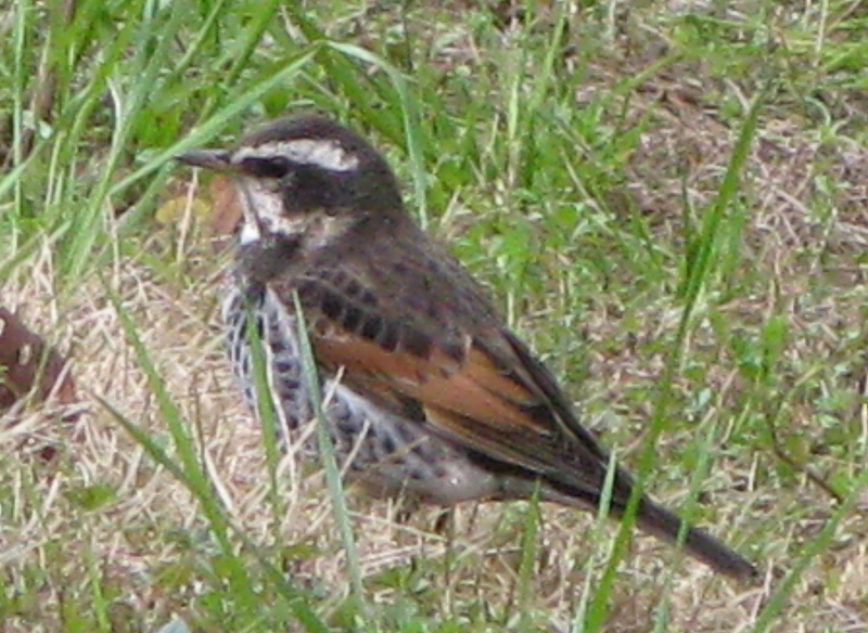f0181394_16442932.jpg