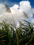 f0107724_1095092.jpg