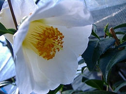 c0056437_15385294.jpg
