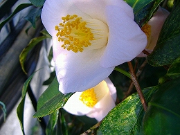 c0056437_15424755.jpg