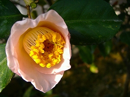 c0056437_1543053.jpg