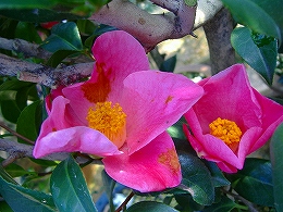 c0056437_18121036.jpg