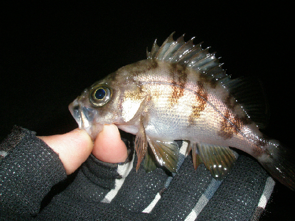 f0150151_1252526.jpg