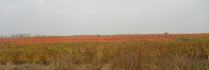 c0182858_8281822.jpg