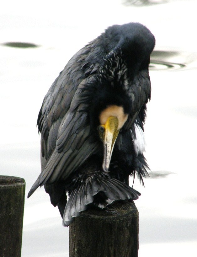 e0064158_23243777.jpg