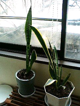 f0054677_9314138.jpg