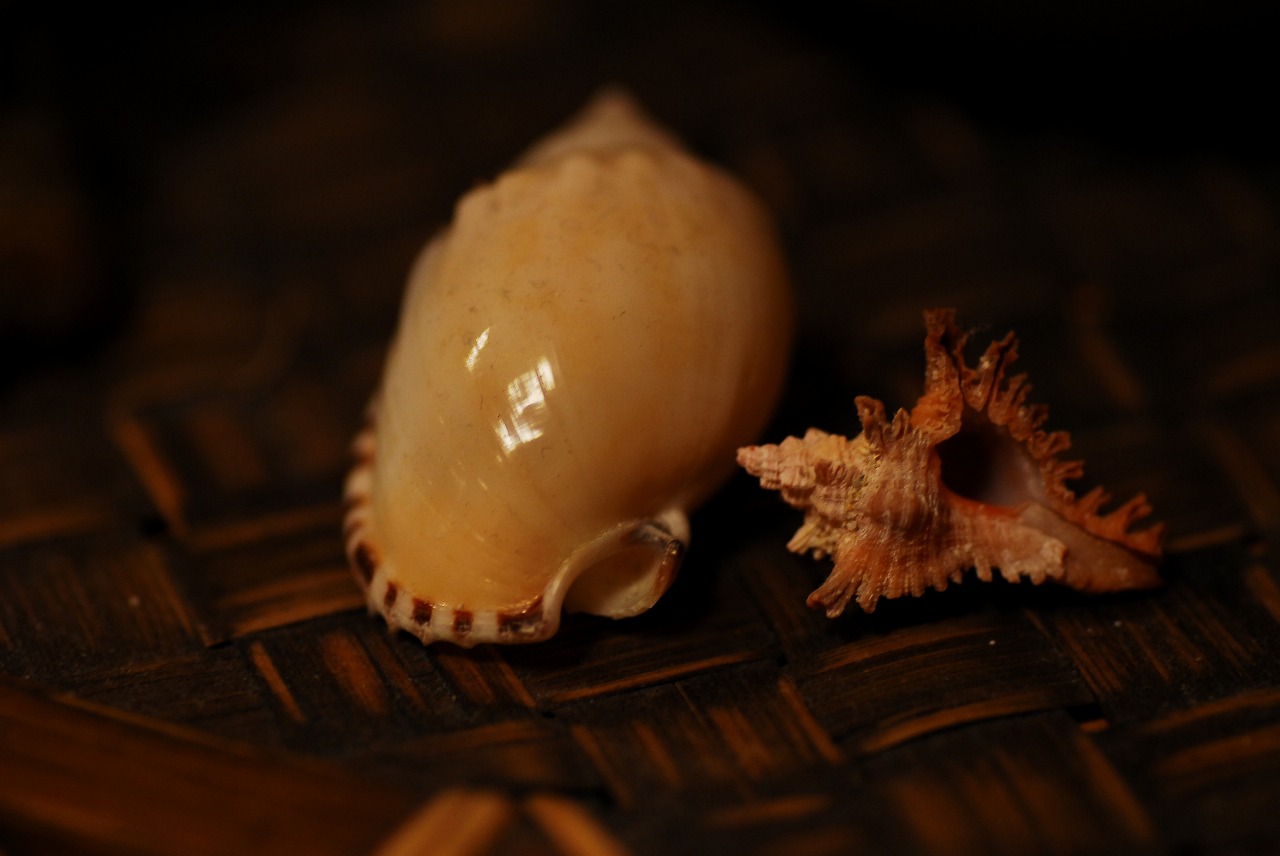 d0089110_23335170.jpg
