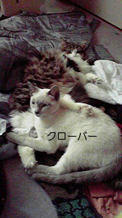 a0090729_1953325.jpg