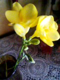c0152241_72048.jpg