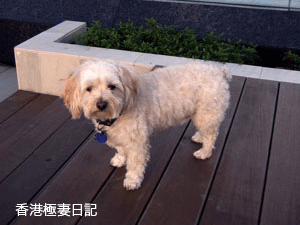 f0190653_1072496.gif