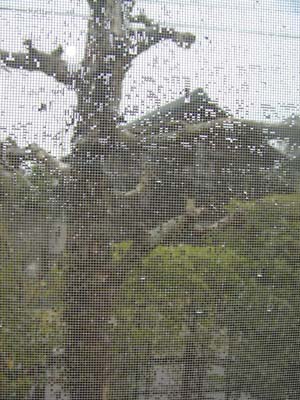 f0168256_745887.jpg