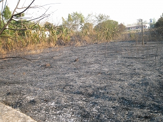 d0144077_137541.jpg