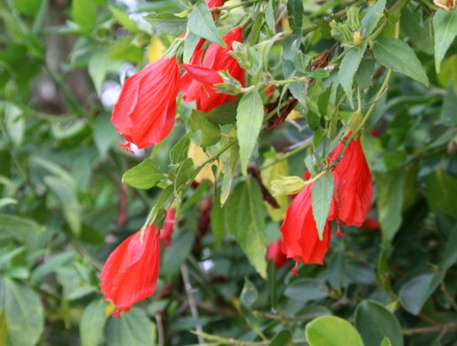 c0144185_12455924.jpg