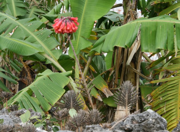 c0144185_1250167.jpg