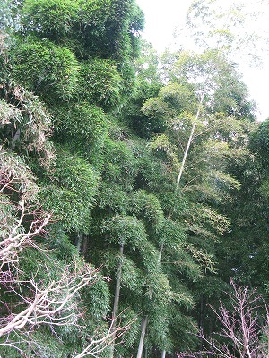 f0181394_1644343.jpg