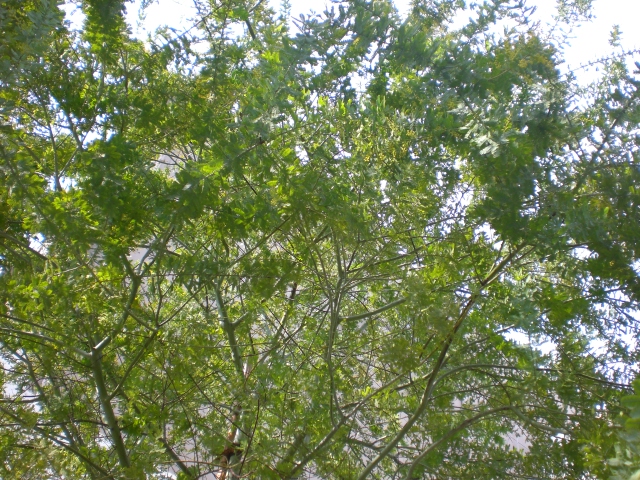 b0116327_1634921.jpg
