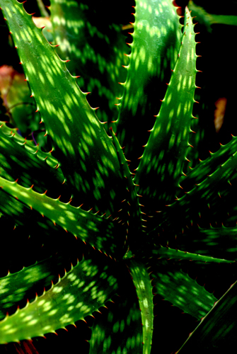 c0077129_935861.jpg