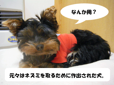 f0008935_1551443.gif