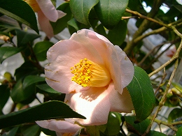 c0056437_0344552.jpg