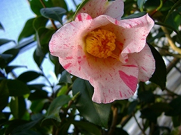c0056437_0345949.jpg