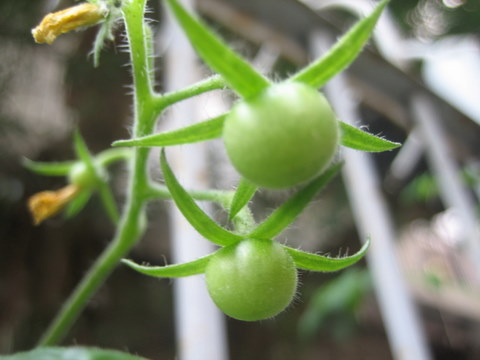 e0018143_3144948.jpg