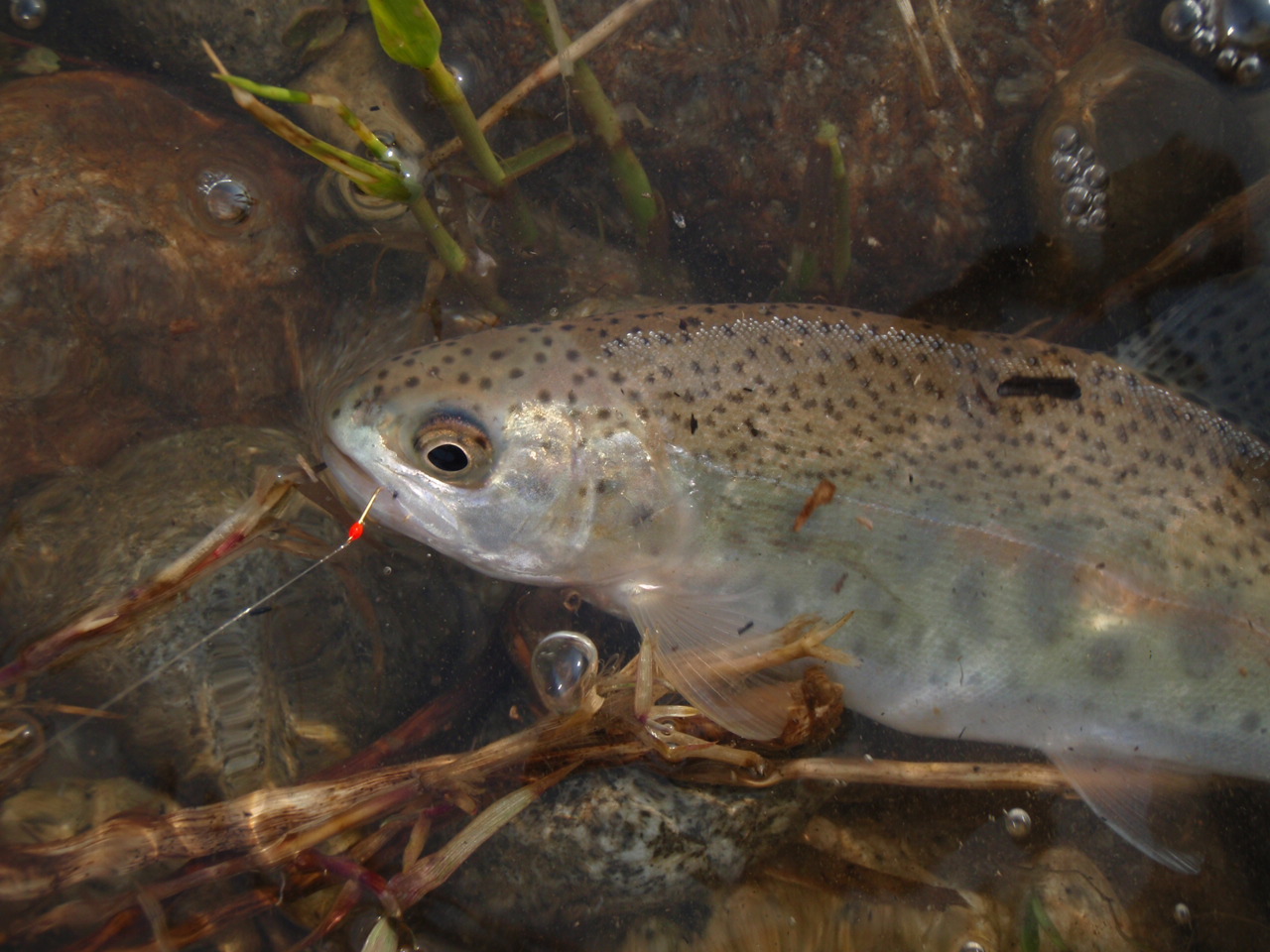 d0083145_1703423.jpg