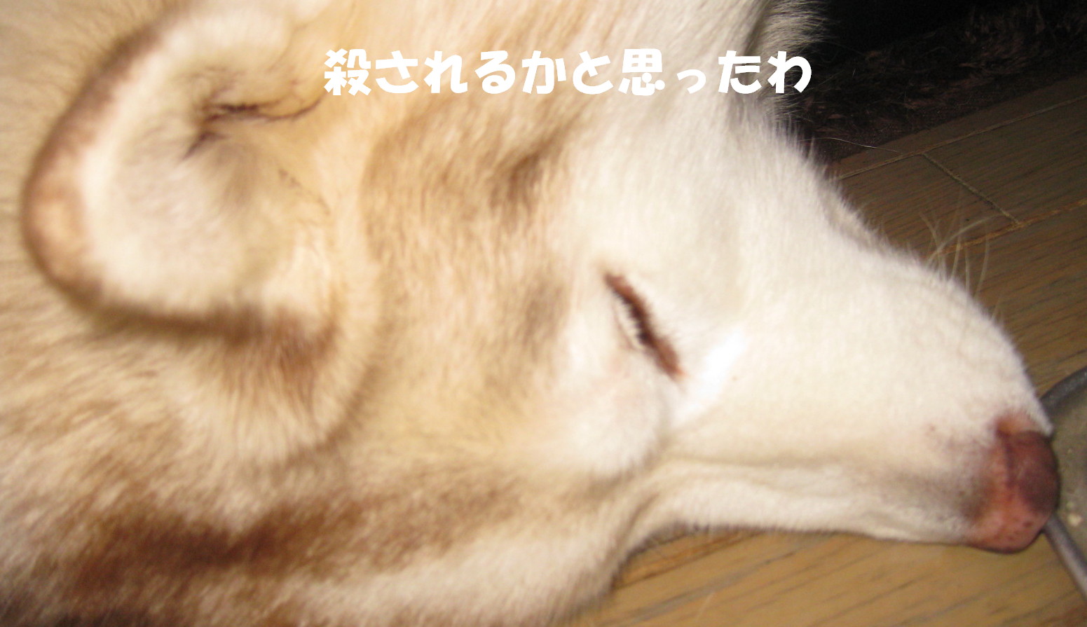 e0121548_19255413.jpg