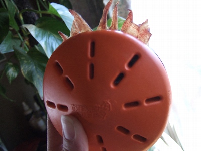 c0097558_2113753.jpg