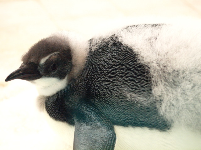c0186760_2361073.jpg