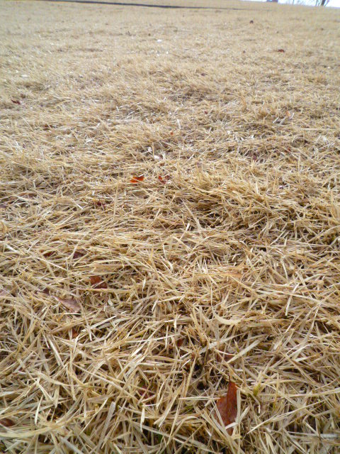 c0160778_210656.jpg