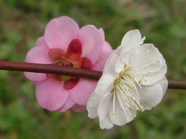 b0044296_17382081.jpg
