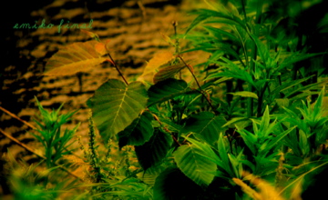 e0171420_011373.jpg