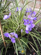 f0165831_142344.jpg