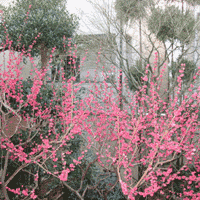 d0033734_11214892.gif