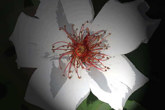 d0069235_084026.gif
