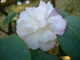 c0056437_0374090.jpg