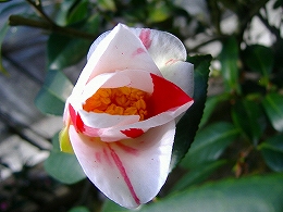 c0056437_0375162.jpg