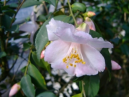 c0056437_0382065.jpg