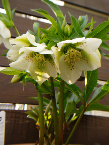 f0052869_1628334.jpg
