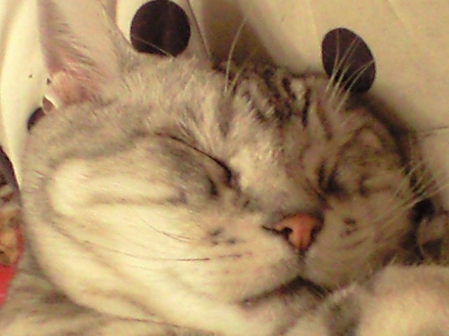 a0115270_1321788.jpg