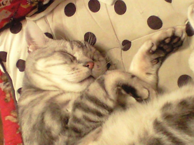 a0115270_132232.jpg