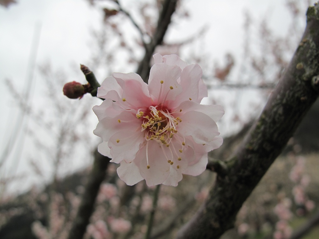 a0004180_093887.jpg
