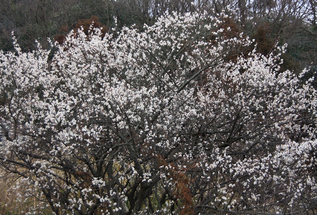 e0024081_172691.jpg