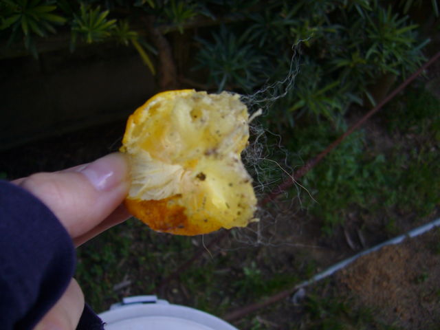e0161194_1322632.jpg