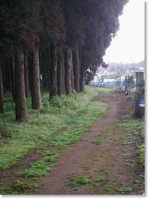 e0025300_1429750.jpg