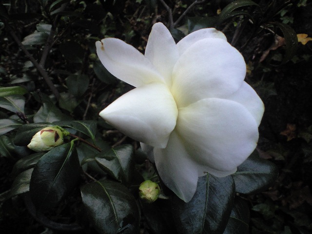 d0000607_2140624.jpg