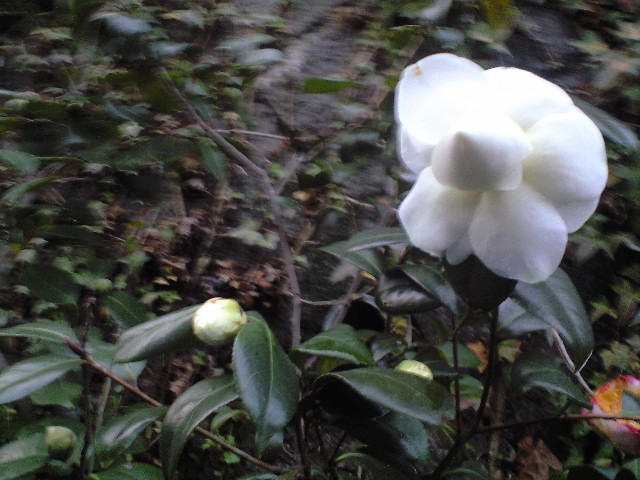 d0000607_2140777.jpg