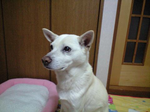 e0090719_203207.jpg