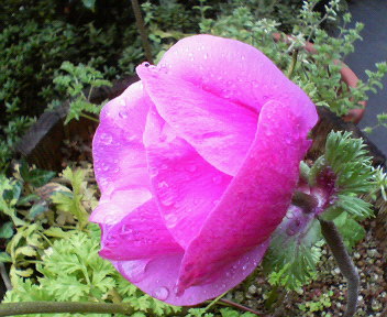 f0036223_8581732.jpg